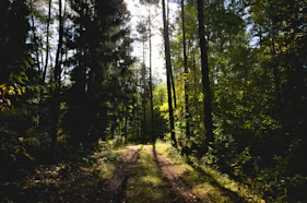 green trees on green grass field during daytime
