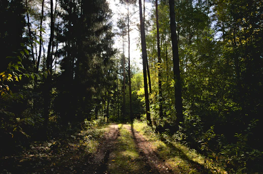 green trees on green grass field during daytime