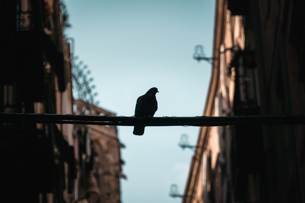 oiseau noir sur la clôture en bois marron pendant la journée