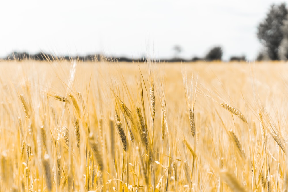 brown wheat field during daytime