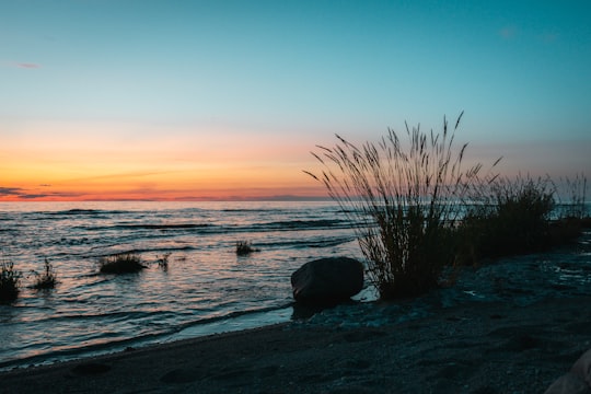 brown grass on seashore during sunset in Byxelkrok Sweden