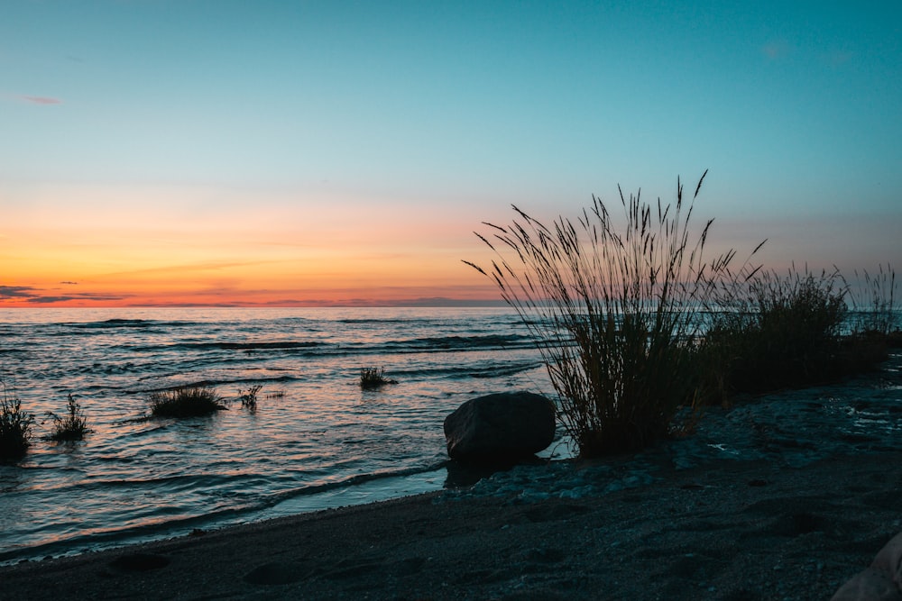 brown grass on seashore during sunset