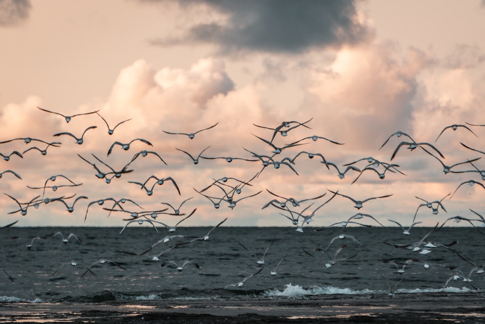 flock of birds flying over the sea during sunset