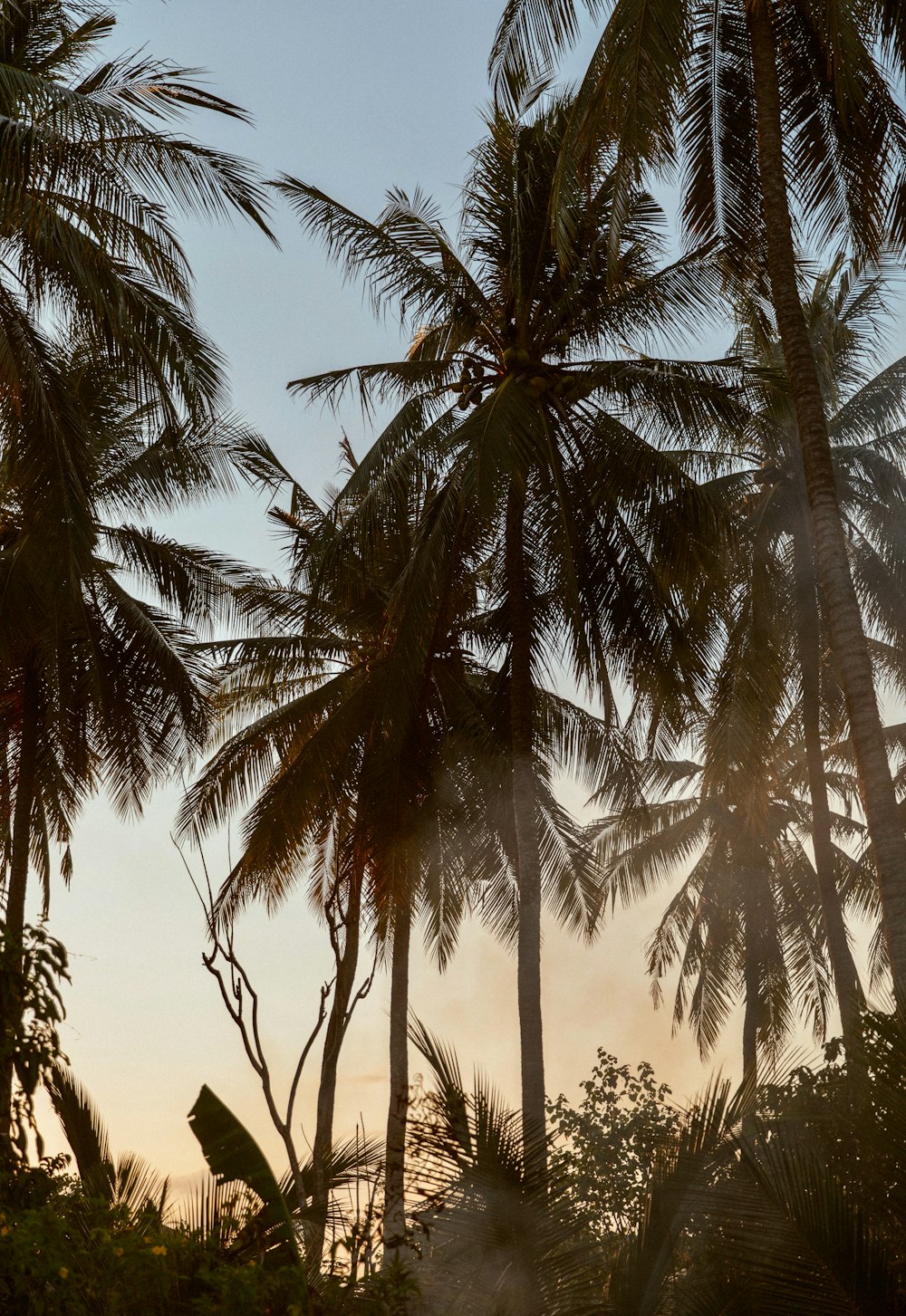 green palm trees during daytime