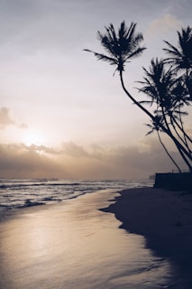 Golden sands stretch along a tranquil beach, with gentle waves lapping at the shore. Tall, slender palm trees lean gracefully against the backdrop of a softly glowing sunset sky filled with muted clouds.