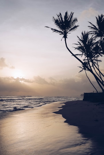 Golden sands stretch along a tranquil beach, with gentle waves lapping at the shore. Tall, slender palm trees lean gracefully against the backdrop of a softly glowing sunset sky filled with muted clouds.