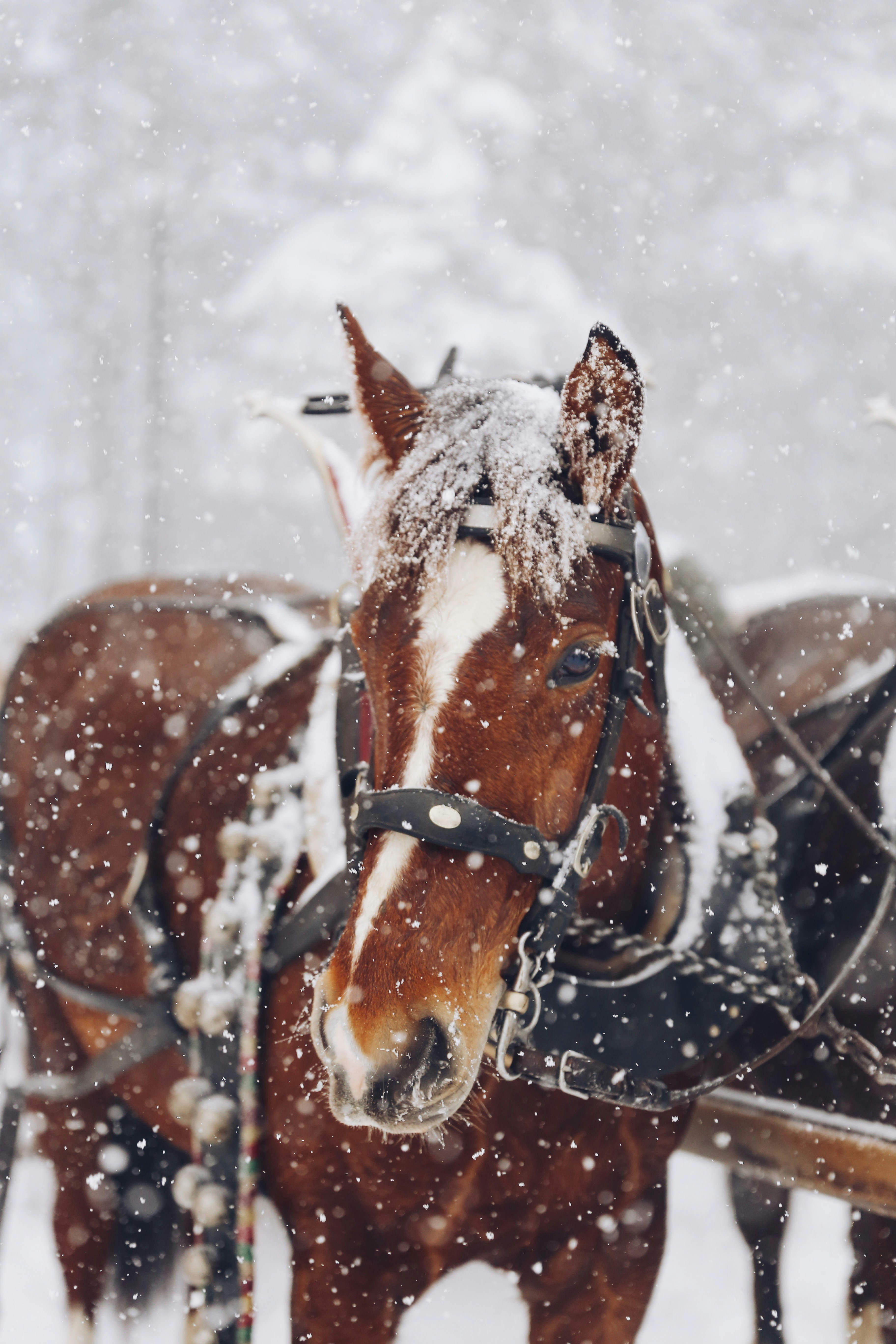 Horse Snow Pictures | Download Free Images on Unsplash