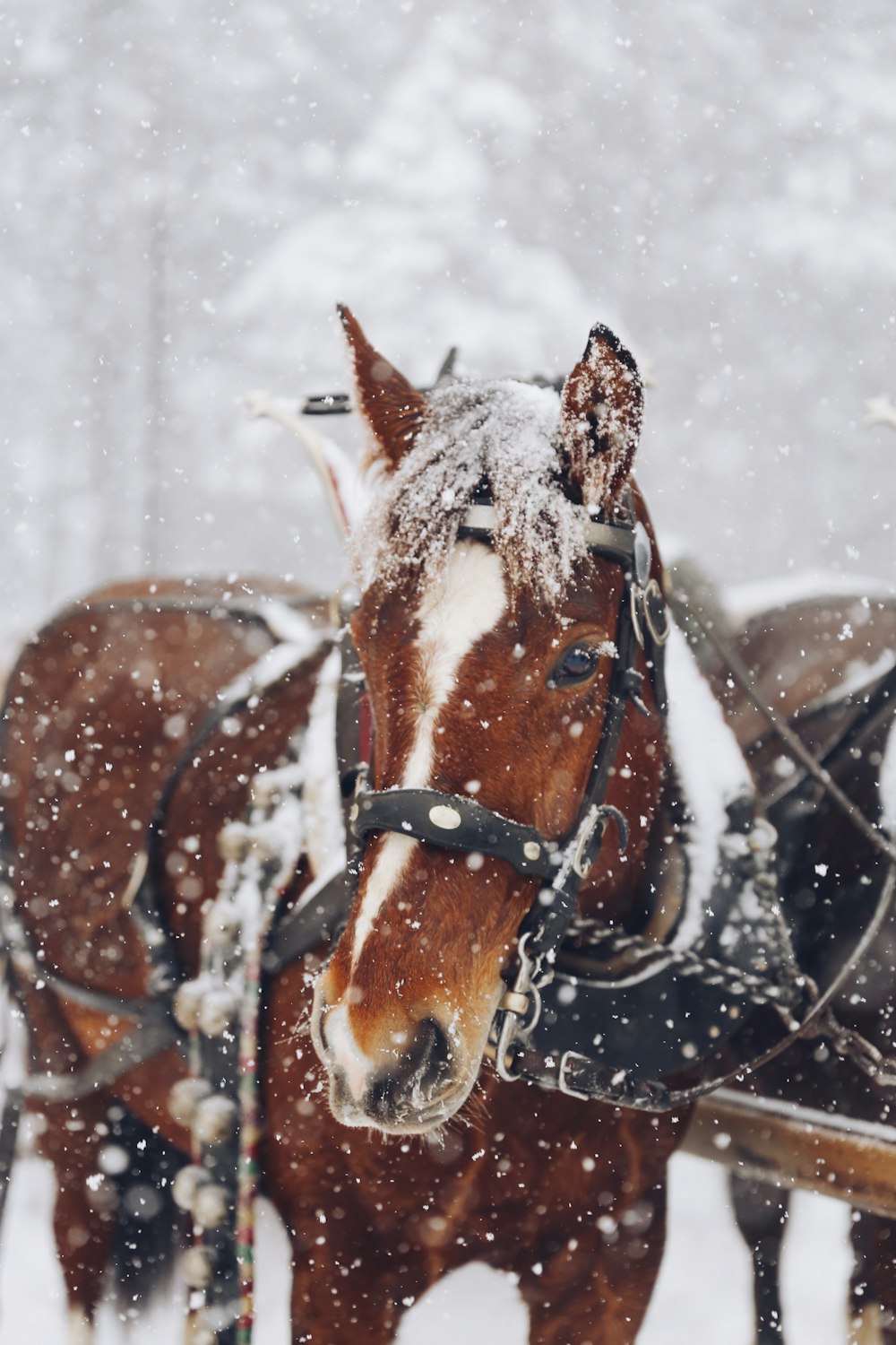 brown and white horse on snow covered ground during daytime