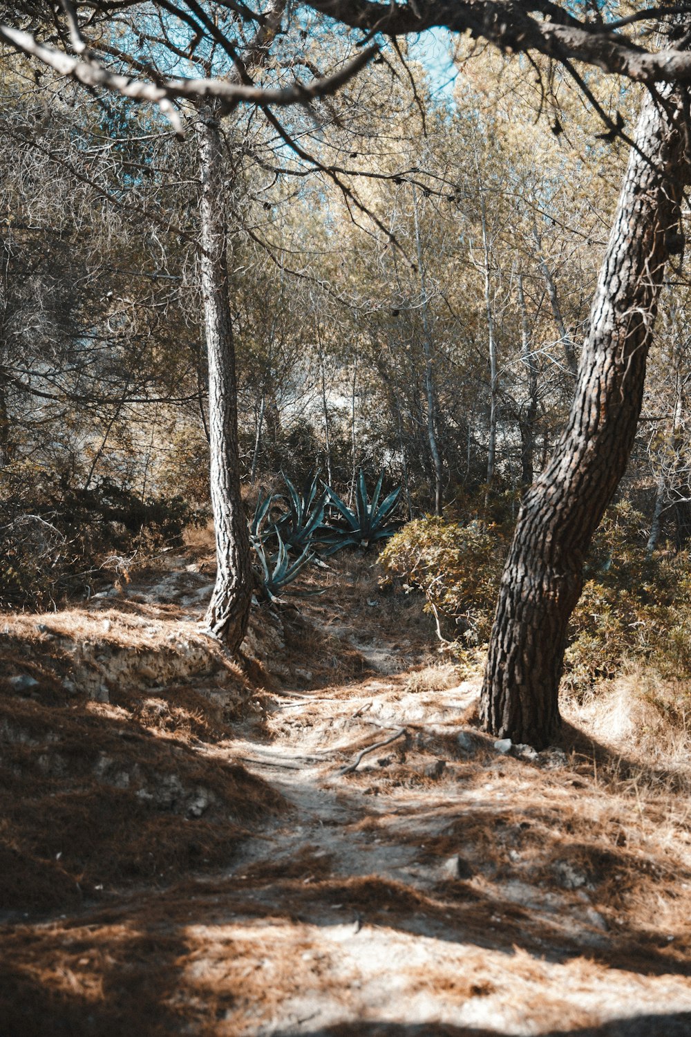 brown trees on brown soil