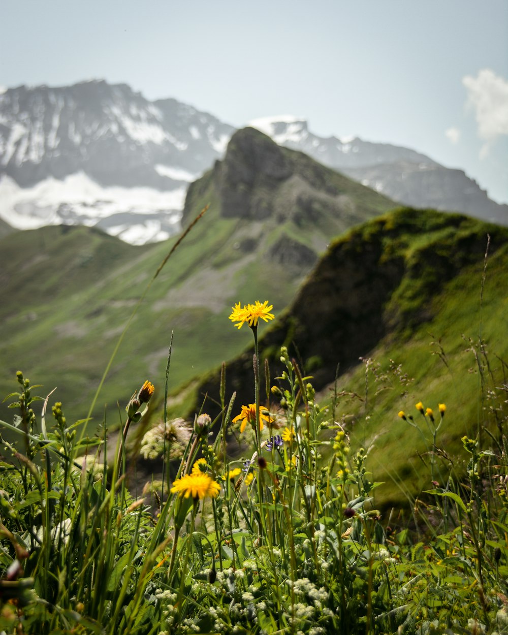 yellow flowers on green grass field near mountain during daytime