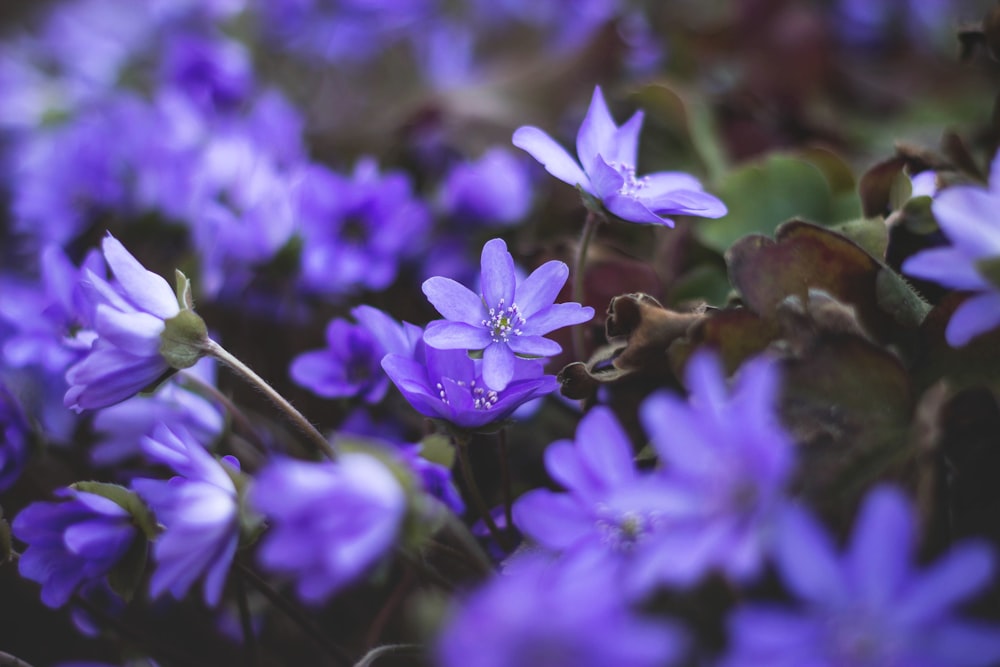 purple flowers in tilt shift lens