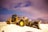 A heavy-duty snow grader stands on a snowy terrain under a colorful sky. The machinery is designed for moving snow and is prominently yellow with black and silver detailing. The background features snow-covered mountains and a sky displaying hues of pink, purple, and blue, possibly indicating sunrise or sunset.