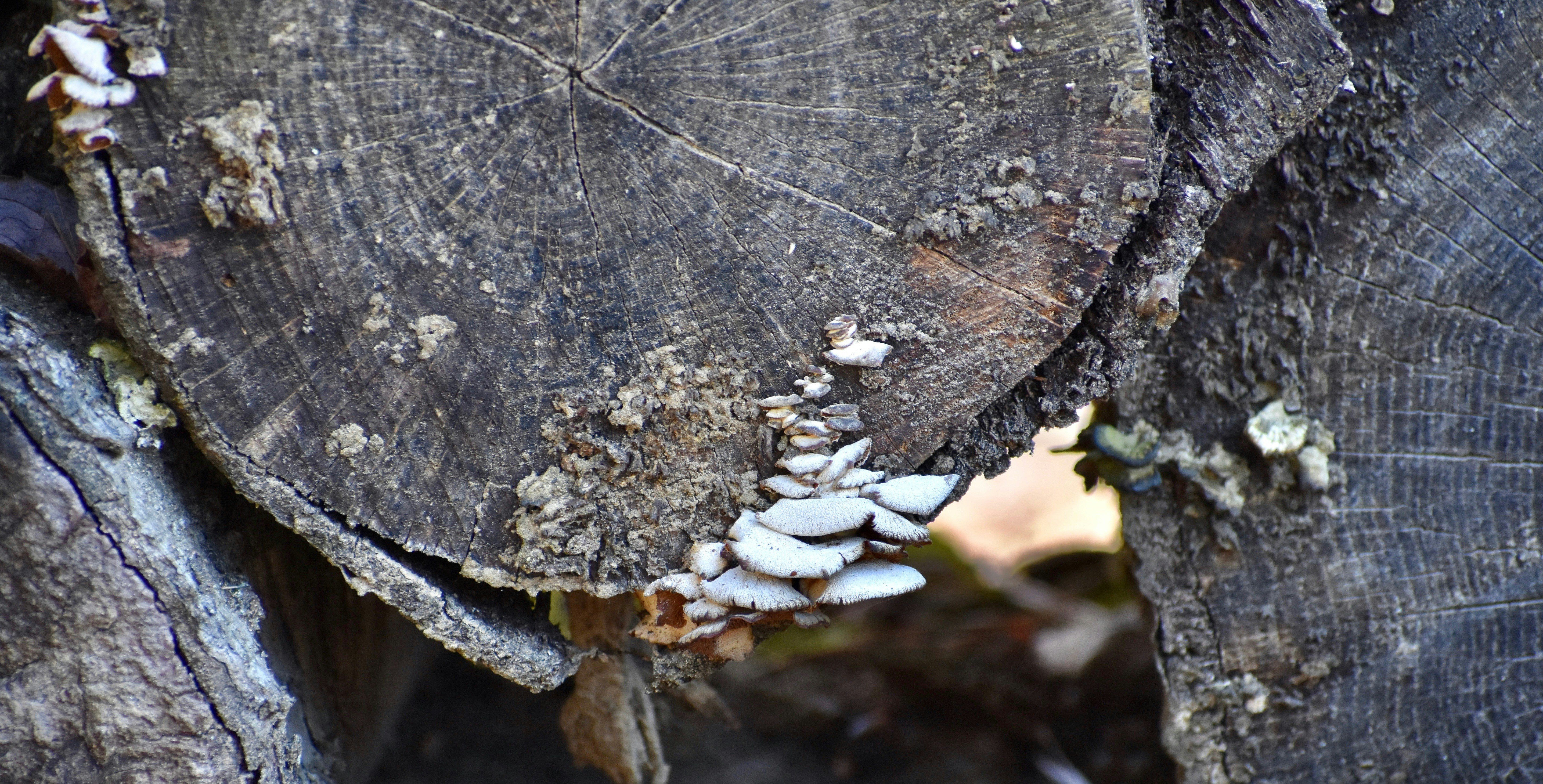 MUSHROOM: Mushroom Aesthetic