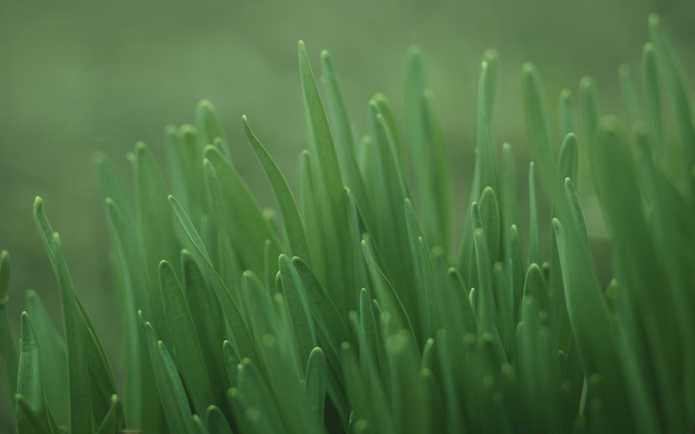 green plant in close up photography