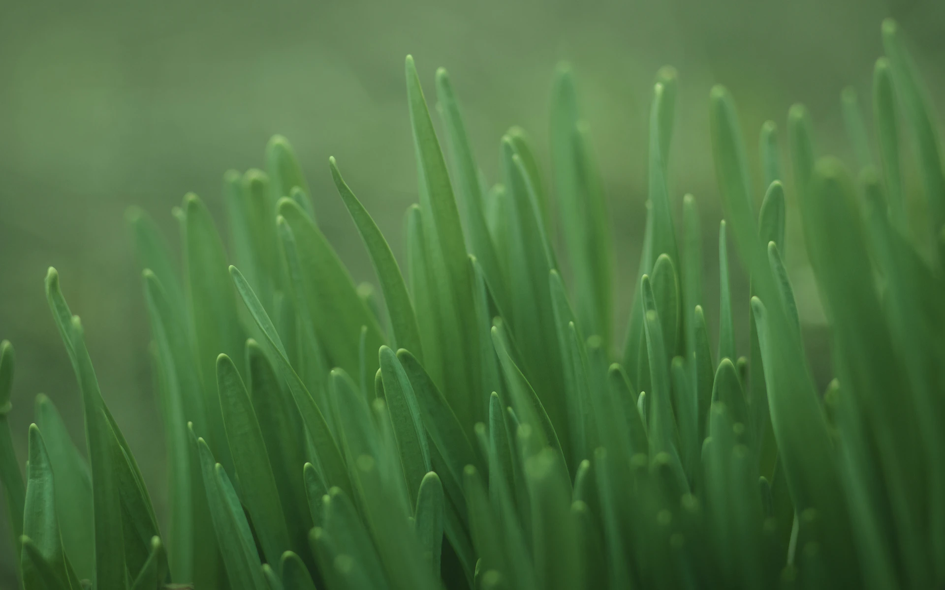 green plant in close up photography
