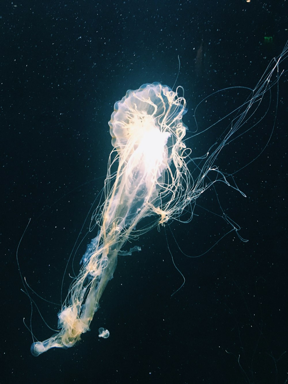 white and blue jellyfish on black background