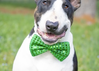 white and black short coated dog with red and black polka dot bowtie