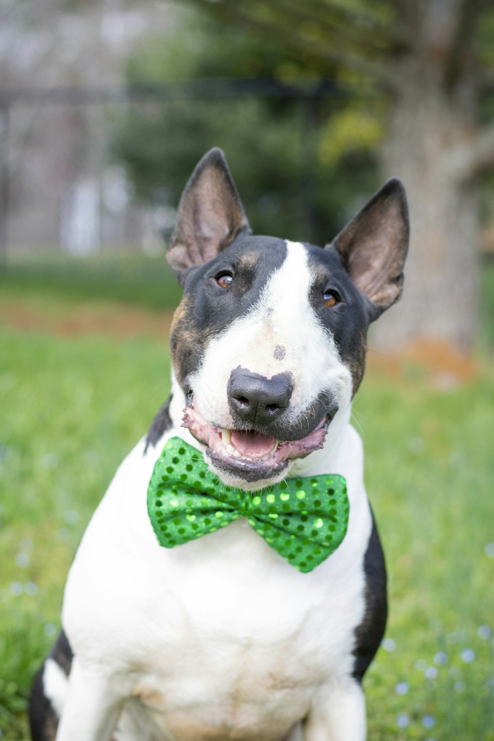 white and black short coated dog with red and black polka dot bowtie