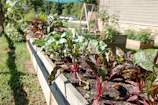 A raised bed garden framed by wooden planks, filled with colorful flowers and fresh vegetables.