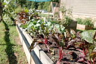 A quaint raised bed overflowing with fresh herbs and colorful flowers framed by rustic wooden borders.
