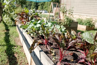 A garden scene featuring a raised bed with vibrant leafy greens and colorful plants. The bed is constructed from wooden planks and set in a lush outdoor area with other planters visible in the background. Sunlight bathes the garden, creating a fresh and lively atmosphere.
