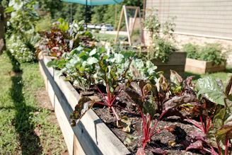 A vibrant garden showing raised beds, lasagna layers, and greenhouse plants under natural sunlight.