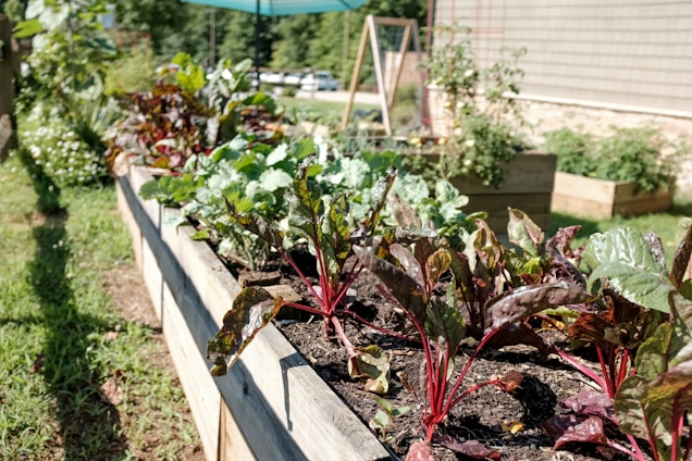 A garden scene featuring a raised bed with vibrant leafy greens and colorful plants. The bed is constructed from wooden planks and set in a lush outdoor area with other planters visible in the background. Sunlight bathes the garden, creating a fresh and lively atmosphere.