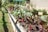 A garden scene featuring a raised bed with vibrant leafy greens and colorful plants. The bed is constructed from wooden planks and set in a lush outdoor area with other planters visible in the background. Sunlight bathes the garden, creating a fresh and lively atmosphere.