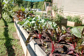 A raised bed garden framed by wooden planks, filled with colorful flowers and fresh vegetables.