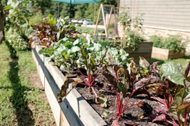 A garden scene featuring a raised bed with vibrant leafy greens and colorful plants. The bed is constructed from wooden planks and set in a lush outdoor area with other planters visible in the background. Sunlight bathes the garden, creating a fresh and lively atmosphere.
