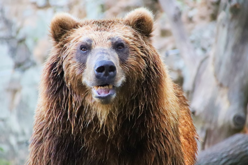 brown grizzly bear in snow covered ground during daytime