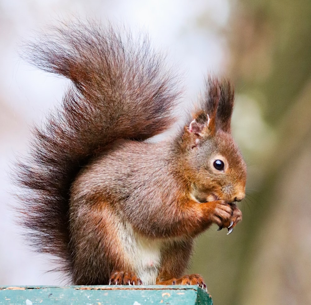 brown squirrel on green and brown tree branch