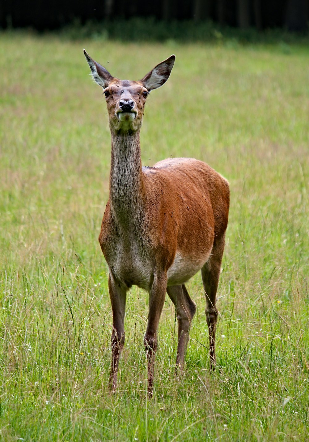 brown deer on green grass field during daytime