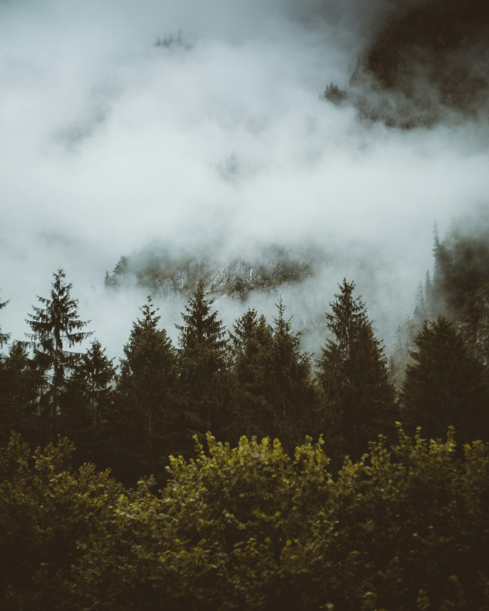 green trees under white clouds