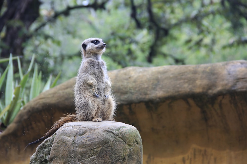 brown meerkat on brown rock during daytime