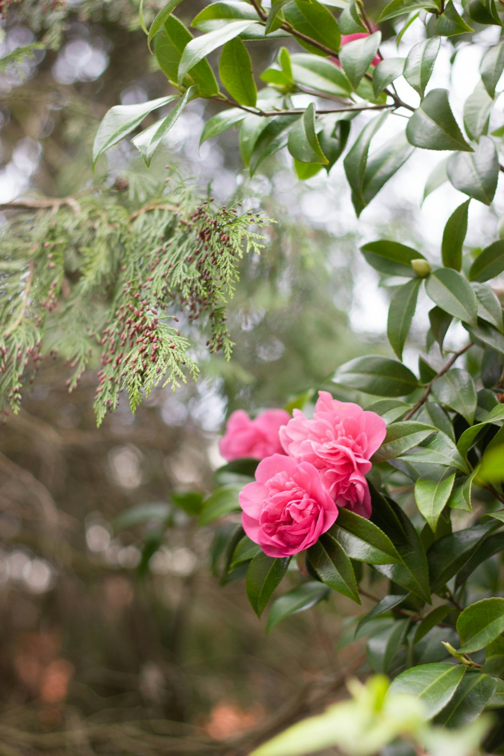 pink flower in tilt shift lens