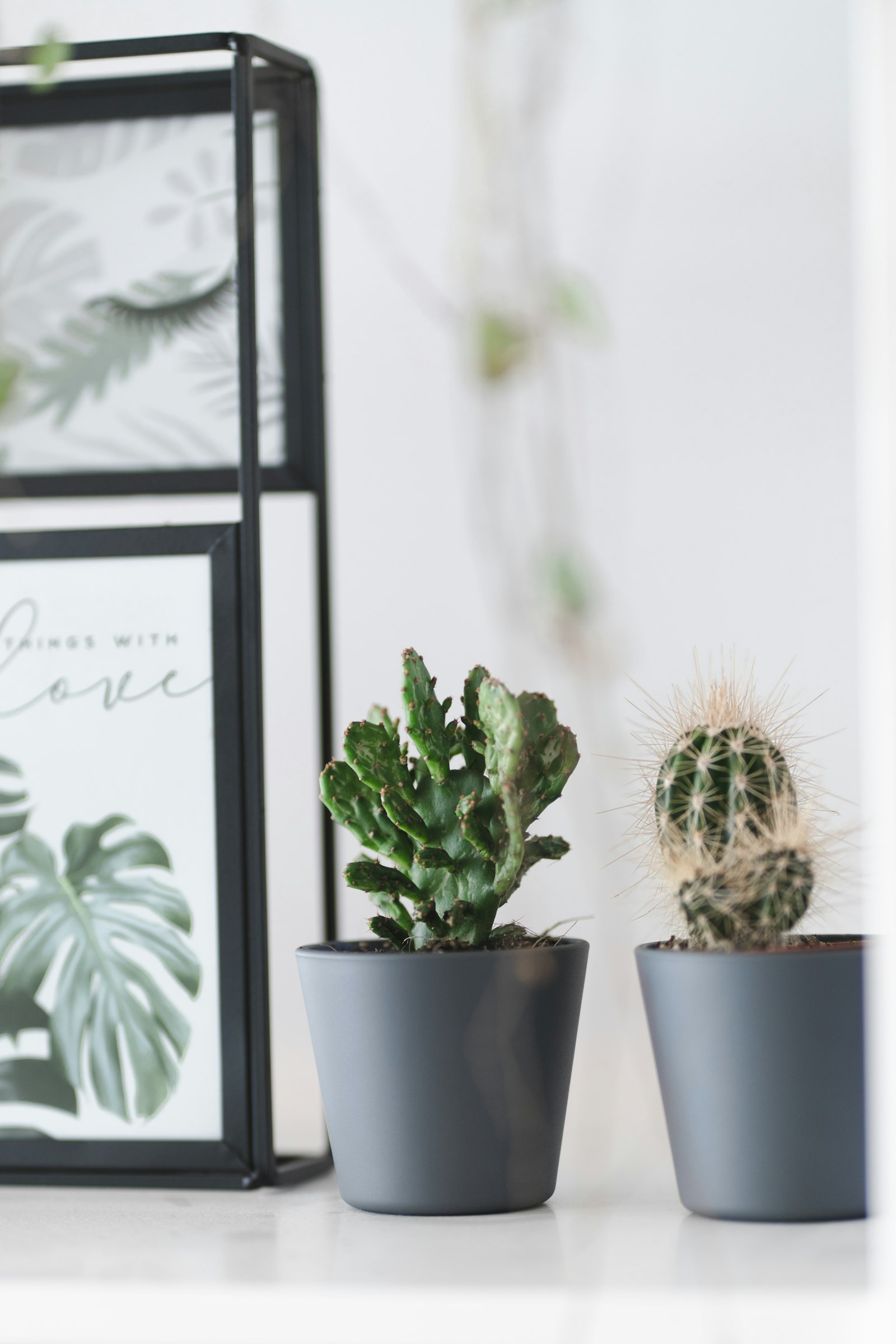 Sony a7R II + Sony FE 85mm F1.8 sample photo. Green cactus in blue photography