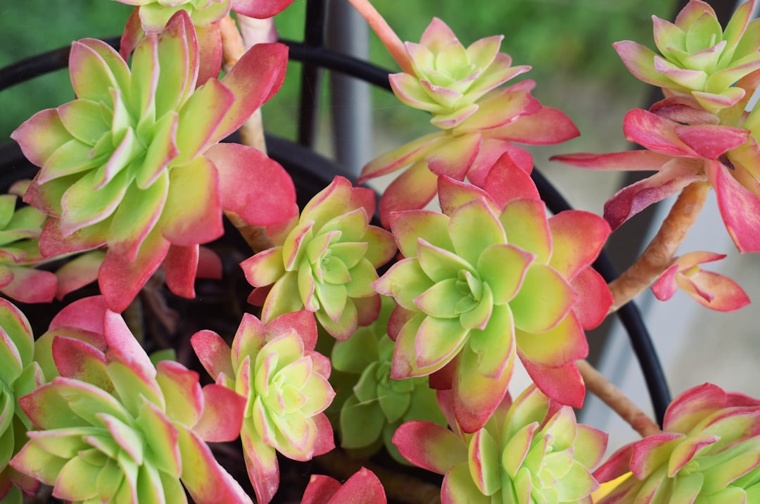 pink and green flower in close up photography