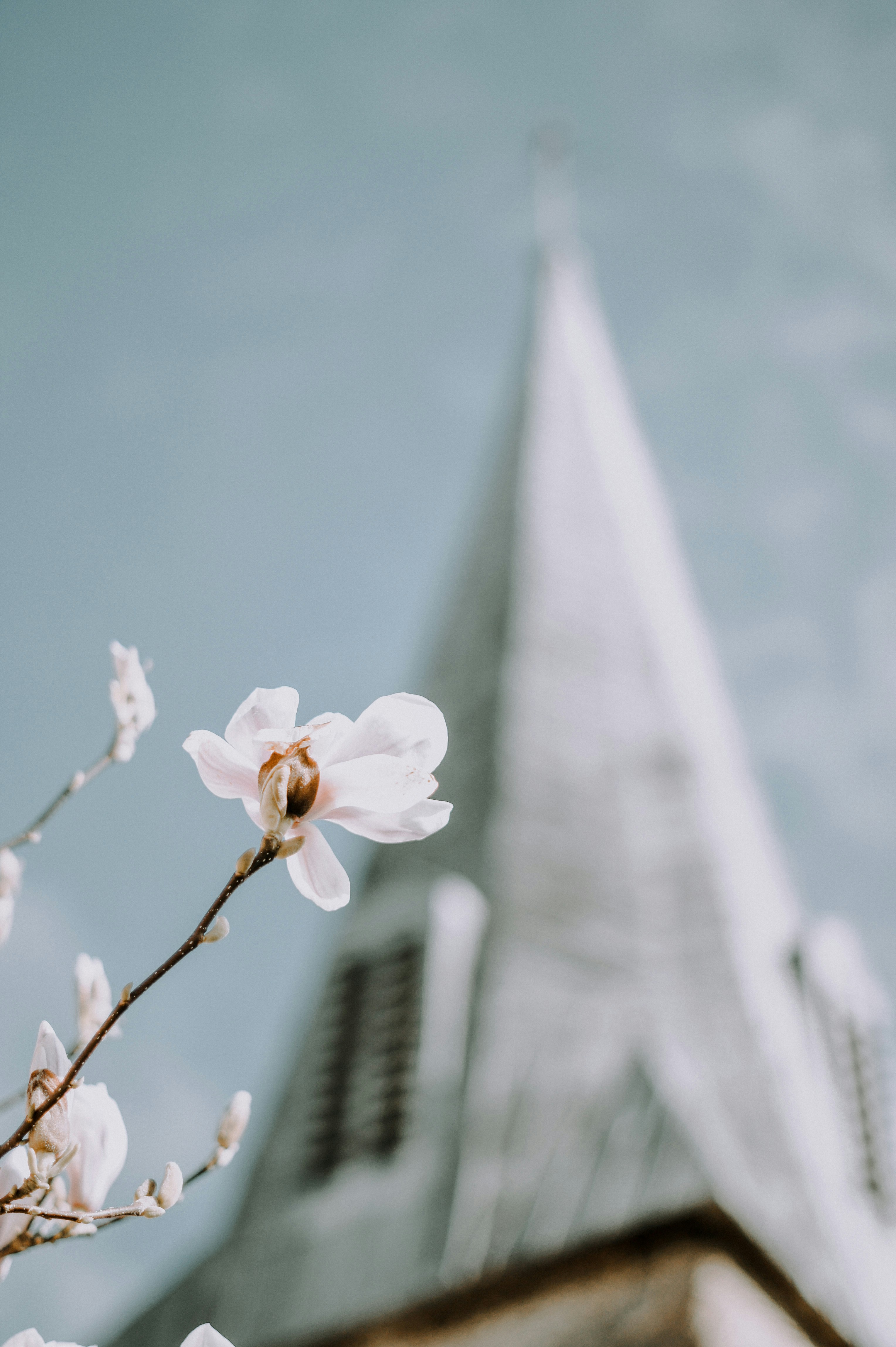 white cherry blossom in bloom during daytime