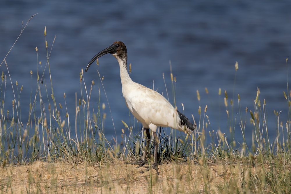 white stork on green grass field during daytime