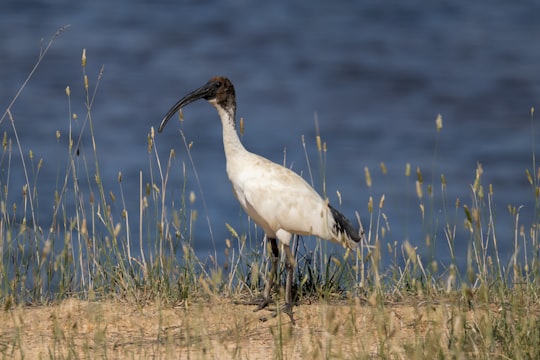 white stork on green grass field during daytime in Nanima NSW Australia