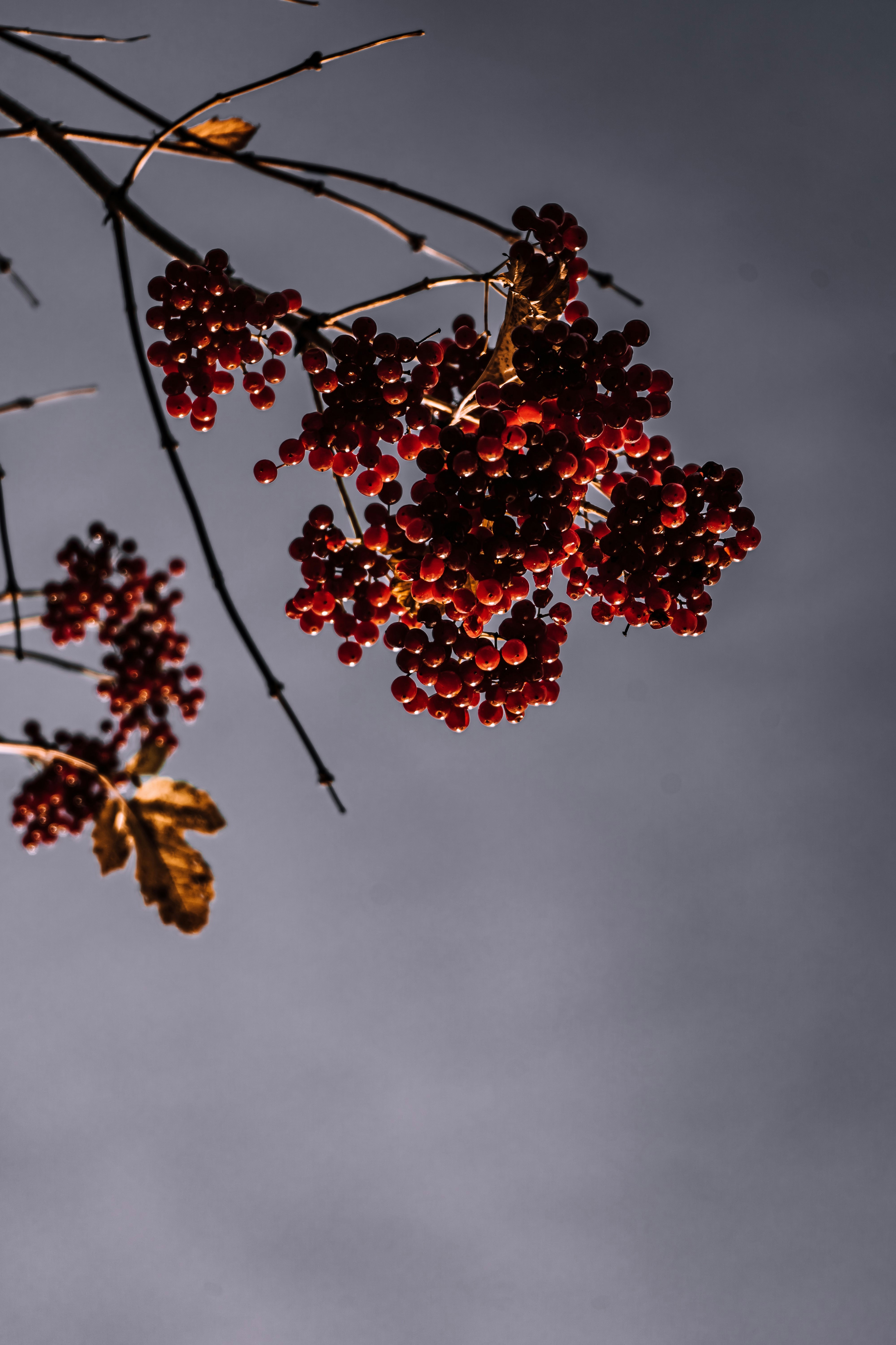 Brown round fruits on tree