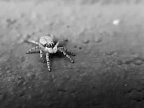 Close-up of a technician carefully applying spider treatment around a house foundation.