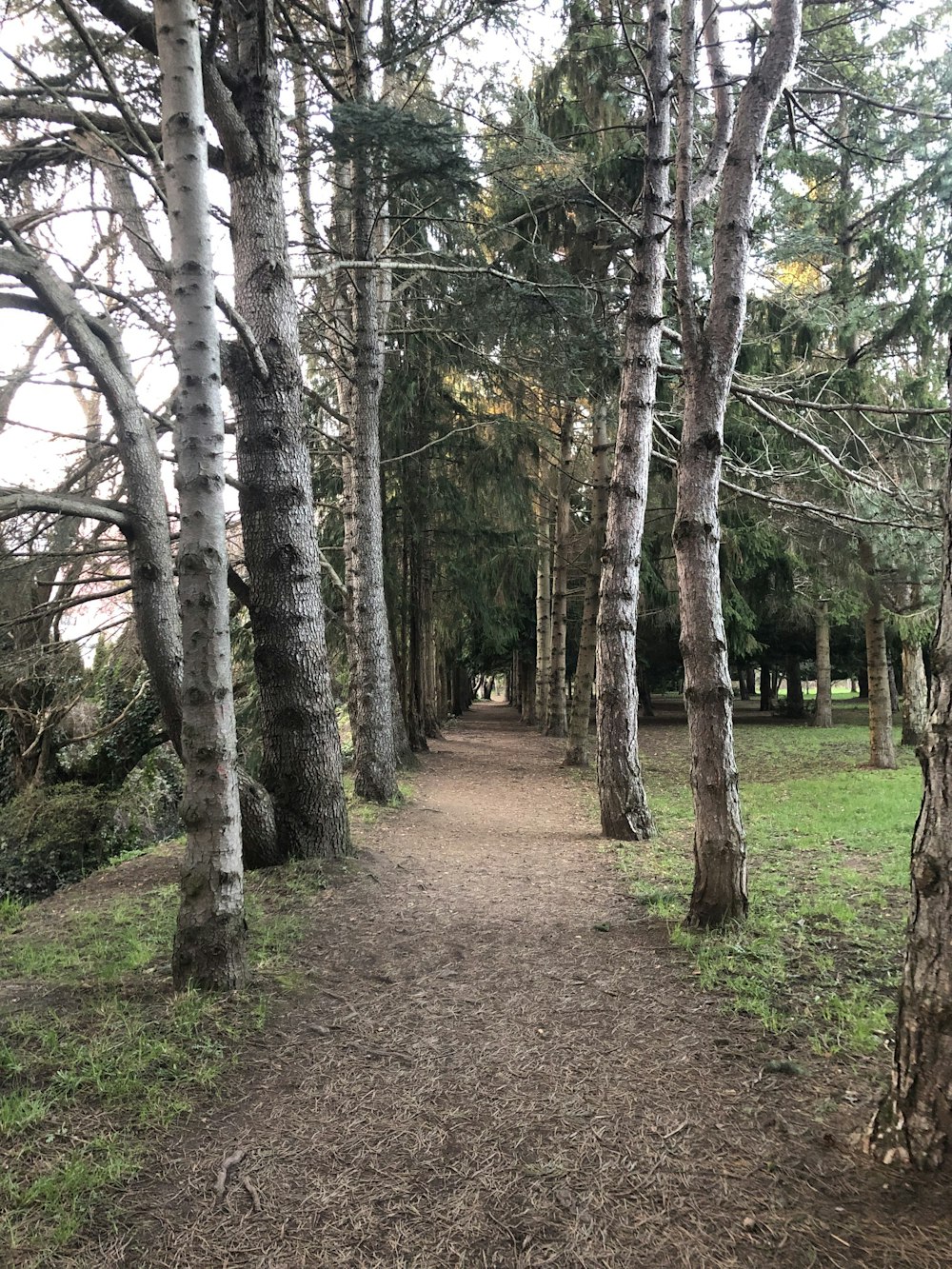 brown trees on brown soil