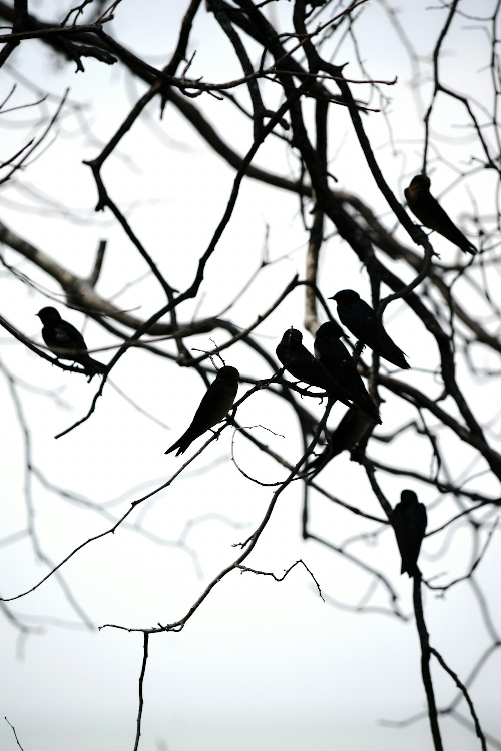 birds on tree branch during daytime