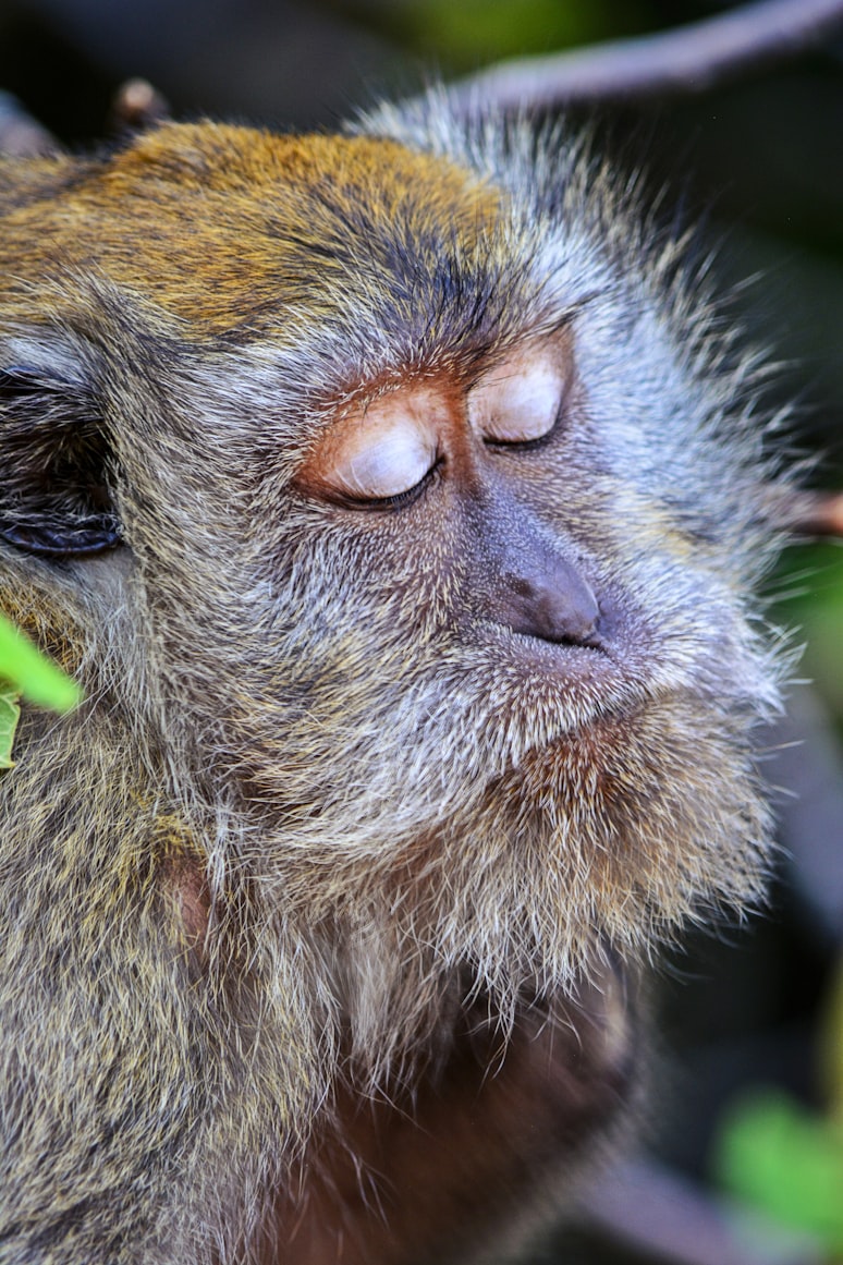 monkey eyes closed