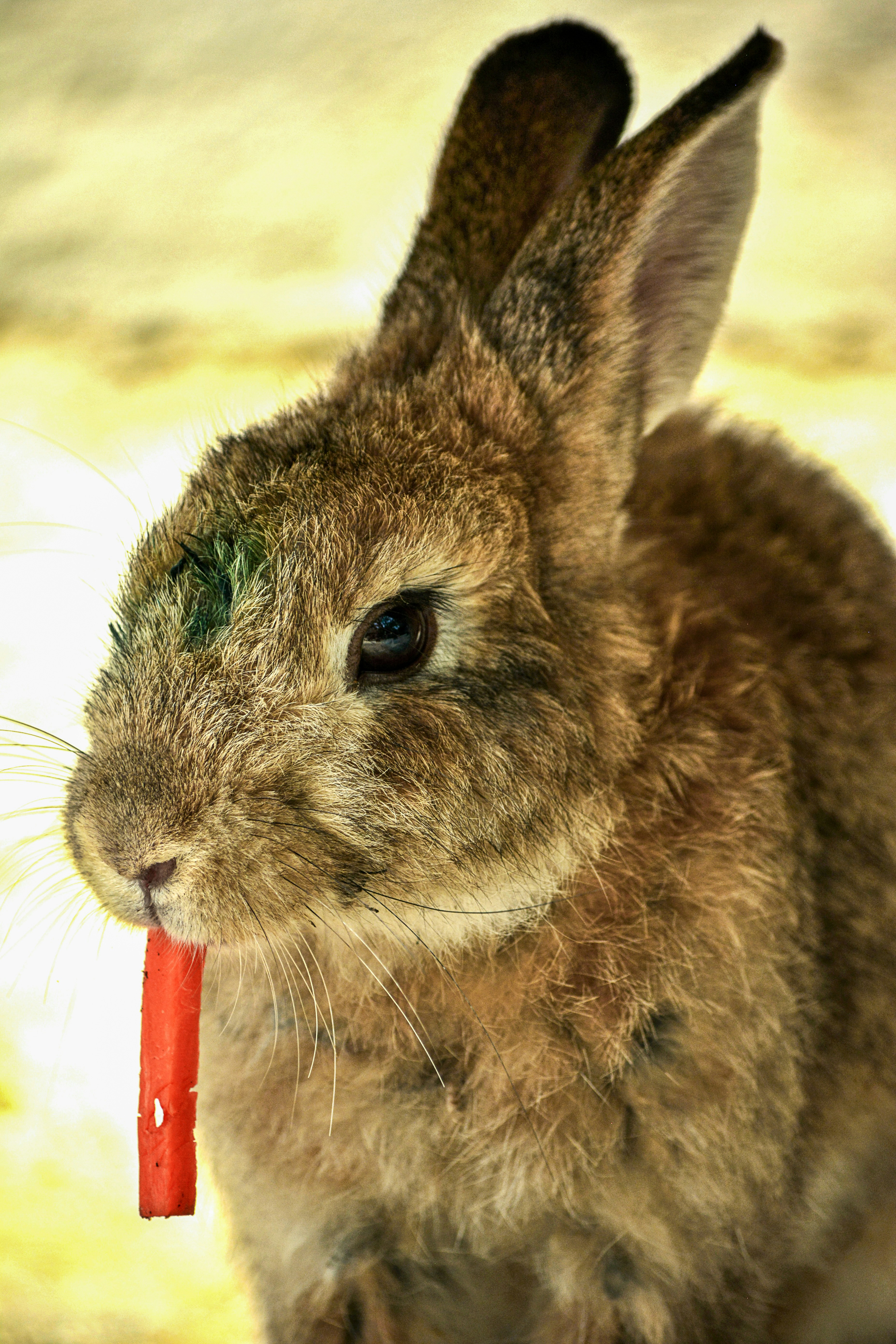 10 Rabbit Care Nutrition Habits That Support Long Life