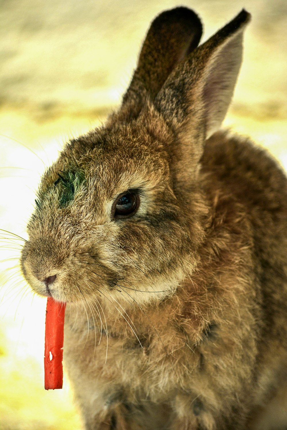 brown rabbit on white sand during daytime