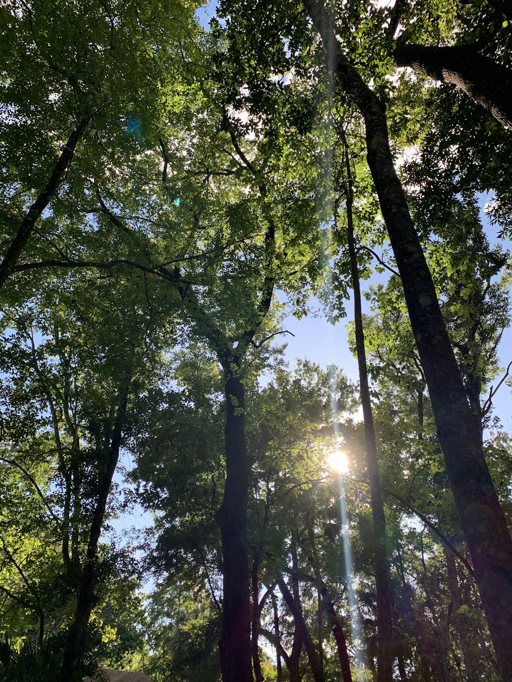 Rayos de sol que atraviesan los árboles verdes