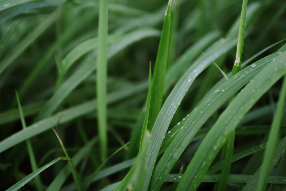 green grass with water droplets